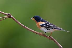 Image result for Fringilla montifringilla