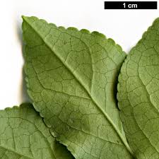 Attēlu rezultāti vaicājumam “Enkianthus chinensis leaf”