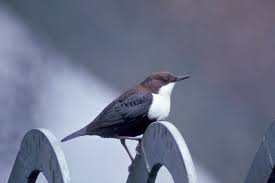 Attēlu rezultāti vaicājumam “Cinclus cinclus”