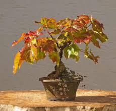 Image result for parthenocissus bonsai