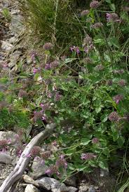 Attēlu rezultāti vaicājumam “Clinopodium vulgare”