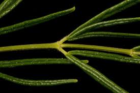 Attēlu rezultāti vaicājumam “Thalictrum lucidum leaf”