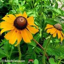 Attēlu rezultāti vaicājumam “Rudbeckia hirta var. hirta”