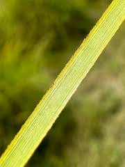 Attēlu rezultāti vaicājumam “Cladium mariscus leaf”