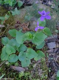 Attēlu rezultāti vaicājumam “Viola reichenbachiana leaf”