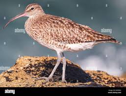 Attēlu rezultāti vaicājumam “Numenius arquata”