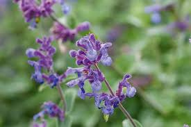 Attēlu rezultāti vaicājumam “Nepeta x faassenii flower”