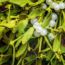 Attēlu rezultāti vaicājumam “Viscum album fruit”