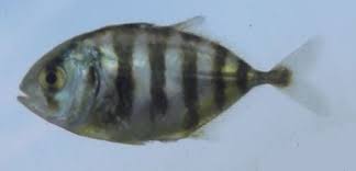 Image result for Caranx hippos