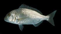 Image result for Rhabdosargus holubi