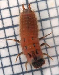 Attēlu rezultāti vaicājumam “Mellicta athalia larva”