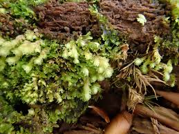 Attēlu rezultāti vaicājumam “Scapania mucronata macro”