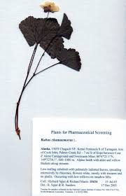 Attēlu rezultāti vaicājumam “Rubus chamaemorus leaf”