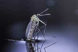 Attēlu rezultāti vaicājumam “Culex pipiens”