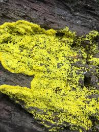 Attēlu rezultāti vaicājumam “Fuligo septica cf. rufa”