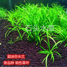 「水蘭」的圖片搜尋結果