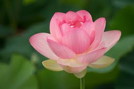 Attēlu rezultāti vaicājumam “Lotus sp. bud”