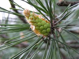 Attēlu rezultāti vaicājumam “Pinus sylvestris male flower”