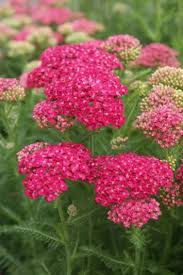 Attēlu rezultāti vaicājumam “Achillea salicifolia flower”
