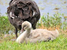 Attēlu rezultāti vaicājumam “Cygnus cygnus juvenile”