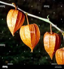 Image result for Lampionblume