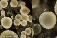 Attēlu rezultāti vaicājumam “Hyphodiscus hymeniophilus”