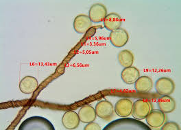 Attēlu rezultāti vaicājumam “Hemitrichia karstenii”