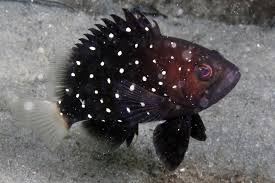 Image result for Hyporthodus niveatus