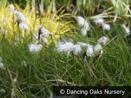 Attēlu rezultāti vaicājumam “Eriophorum angustifolium”