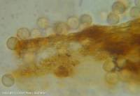 Attēlu rezultāti vaicājumam “Lindbladia tubulina”