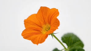 Attēlu rezultāti vaicājumam “Tropaeolaceae”