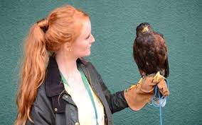 Image result for Wimbledon Hawks