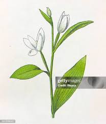 Attēlu rezultāti vaicājumam “Cephalanthera rubra bud”