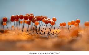 Attēlu rezultāti vaicājumam “Lignydium muscorum spores”