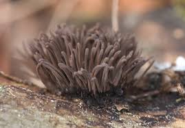 Attēlu rezultāti vaicājumam “Stemonitis lignicola macro”