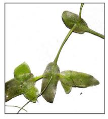 Attēlu rezultāti vaicājumam “Lemna trisulca”