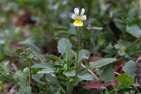 Attēlu rezultāti vaicājumam “Viola arvensis flower”