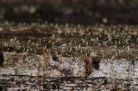 Attēlu rezultāti vaicājumam “Chaenotheca brachypoda”