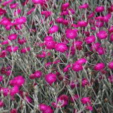 Image result for Lychnis coronaria