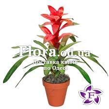 Картинки по запросу гусмания