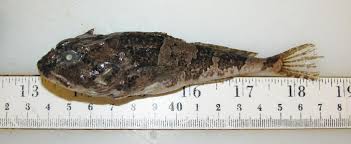 Image result for Myoxocephalus octodecemspinosus