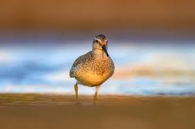 Attēlu rezultāti vaicājumam “Calidris canutus”