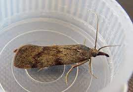 Attēlu rezultāti vaicājumam “Hypochalcia ahenella”