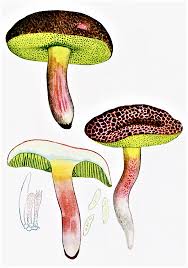 Attēlu rezultāti vaicājumam “Xerocomus chrysenteron”