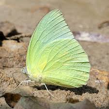 Attēlu rezultāti vaicājumam “Euphydrias aurinia upperside”