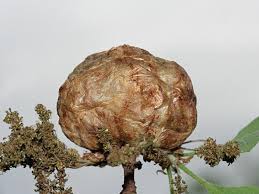 Attēlu rezultāti vaicājumam “Biorhiza pallida”