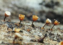 Attēlu rezultāti vaicājumam “Craterium aureonucleatum”