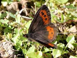 Attēlu rezultāti vaicājumam “Erebia ligea”