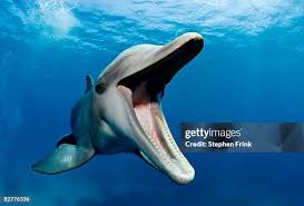 Image result for Tursiops truncatus