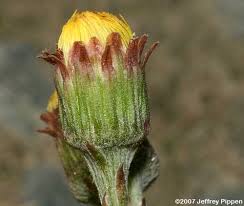 Attēlu rezultāti vaicājumam “Tussilago farfara bud”